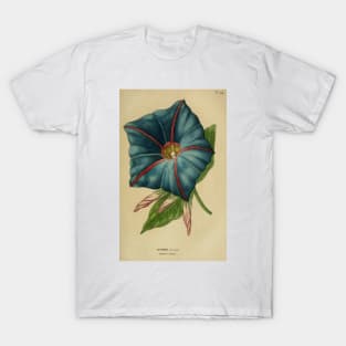 Ipomoea Learii: Morning Glory T-Shirt